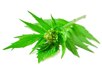 Valerian herb flower sprigs isolated on a white background.