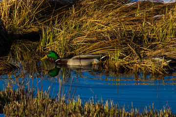 Stockenten im Gewässer im Winter