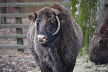 Fototapeta premium ANIMALS