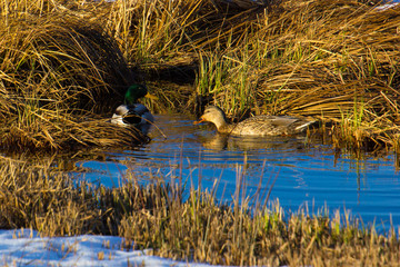 Stockenten im Gewässer im Winter