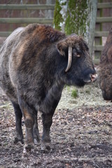 Fototapeta premium ANIMALS