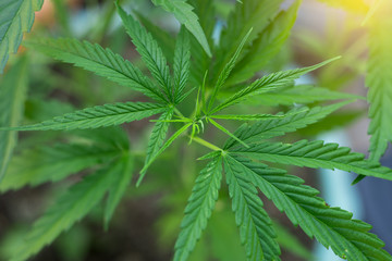 cannabis, marijuana plants