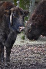 Fototapeta premium ANIMALS