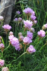 Fototapeta premium Sea Pink 3