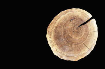 Round cut of a tree with growth rings on a black background. Cross section of a tree trunk.