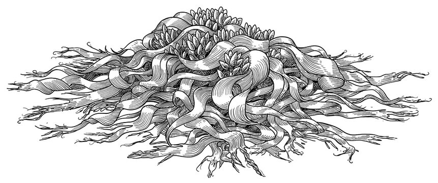 Welwitschia illustration, drawing, engraving, ink, line art, vector