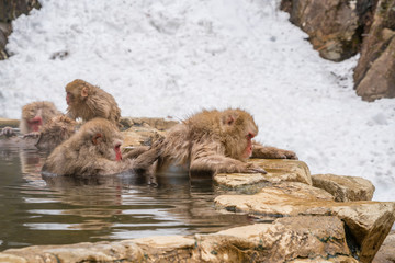 Japanese Snow Monkeys relaxing and bathing in the hot spring among the snowy mountain in Jigokudani Snow Monkey Park (JIgokudani-YaenKoen) at Nagano Japan on Feb. 2019.