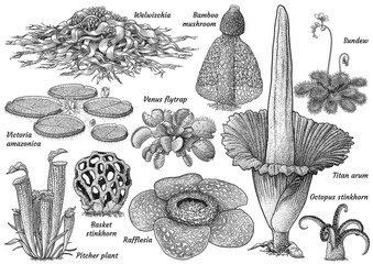Fototapeta Weird plant collection illustration, drawing, engraving, ink, line art, vector obraz