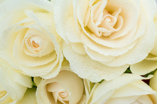 Rose White Rose White