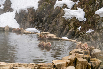 Japanese Snow Monkeys relaxing and bathing in the hot spring among the snowy mountain in Jigokudani...
