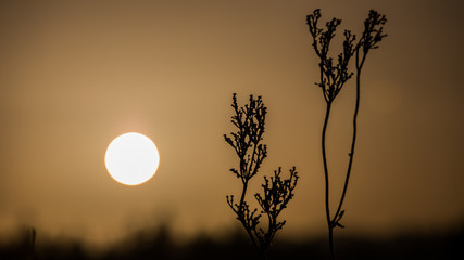 Sonnenaufgang Silhouette