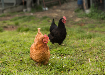 Bonita gallina marrón caminando y comiendo al aire libre