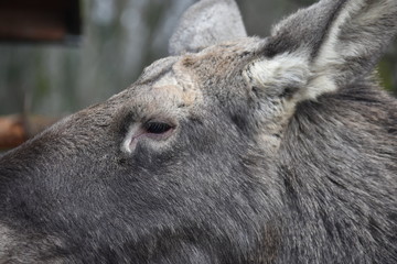 Fototapeta premium poland