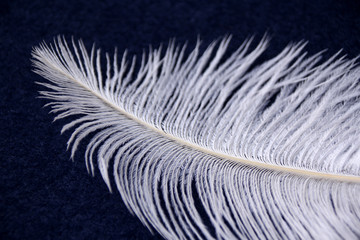 white fluffy ostrich feather lies on a blue background and sways