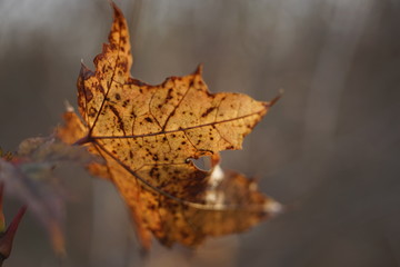 Brown autumn maple leaf on a branch closeup.
