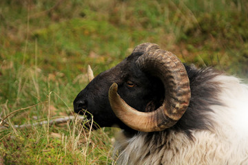 closeup picture of a ram’s head with steep horns on a black head