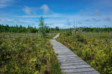 Bog in Bruce Peninsula Canada. A bog is a wetland that accumulates peat, a deposit of dead plant...