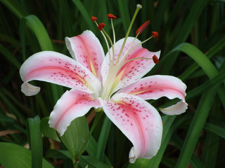 Beautiful pink and white stargazer lily in garden
