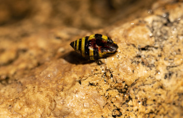 Engina trifasciata, is commonly known as the 