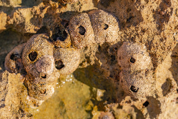 Balanus (Balanomorpha) is a genus of barnacles in the family Balanidae of the subphylum Crustacea.