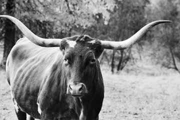 Texas Longhorn cow close up with large horns in black and white, looking at camera.