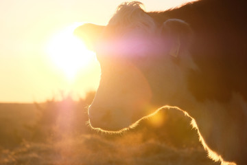 Hereford cow in farm sunset close up.
