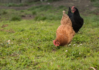 Bonita gallina marrón caminando y comiendo al aire libre