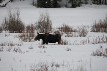 Moose walking in snow