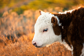 Hereford calf on farm closeup.
