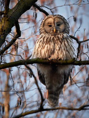 Ural Owl/Strix uralensis sitting on a bramch.