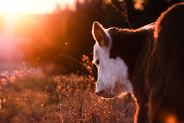 Hereford calf in rural sunset close up.