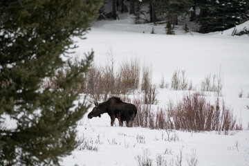 Moose in meadow in snow