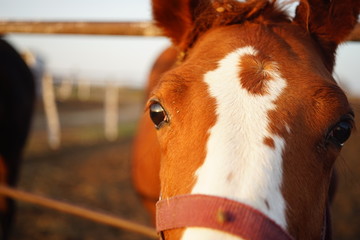 Portrait of a brown horse outdoor, close-up face