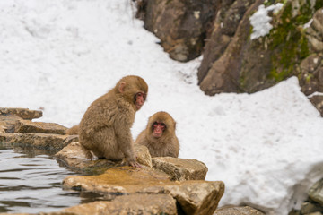 Japanese baby Snow Monkeys stay around the Hot Spring among Snowy Mountain in Jigokudani Snow Monkey Park (JIgokudani-YaenKoen) at Nagano Japan on Feb. 2019.