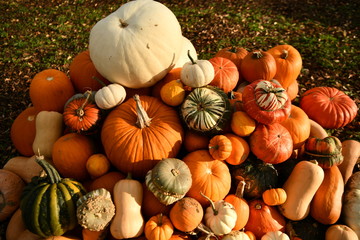 autumn pumpkin harvest mix