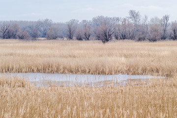 Wetlands covered with reeds in autumn 