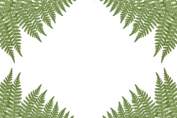 Frame of ferns on a white background with copy space
