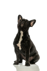 black french bulldog on a white background. Portrait of a dog.