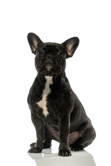 black french bulldog on a white background. Portrait of a dog.