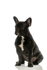 black french bulldog on a white background. Portrait of a dog.
