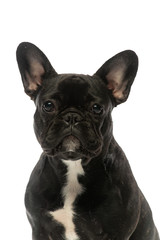 black french bulldog on a white background. Portrait of a dog.