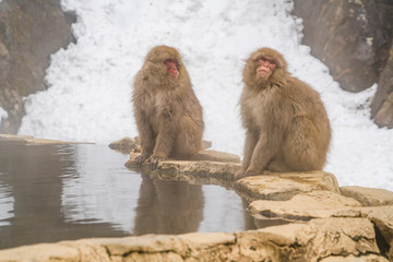 Fototapeta premium Japanese Snow Monkeys stay around the hot spring among snowy mountain in Jigokudani Snow Monkey Park (JIgokudani-YaenKoen) at Nagano Japan on Feb. 2019.