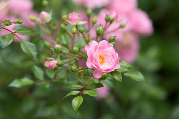 Bush of a pink rose in the garden.