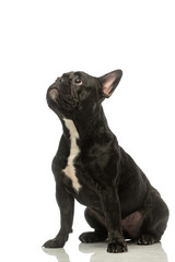 Fototapeta premium black french bulldog on a white background. Portrait of a dog.