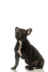 black french bulldog on a white background. Portrait of a dog.