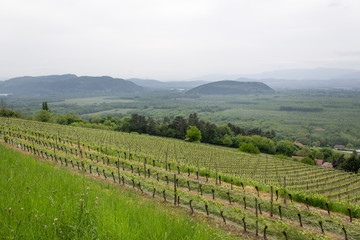 Fototapeta na wymiar wine green grape spring field in france alps mountain valley 
