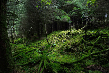 Dark forest scene. Old mossy fir trees and fern leaves close-up, tree trunks in the background....