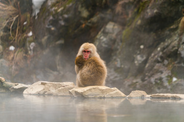 Obraz premium Snow Monkeys stay around the hot spring among snowy mountain in Jigokudani Snow Monkey Park (JIgokudani-YaenKoen) at Nagano Japan on Feb. 2019.key