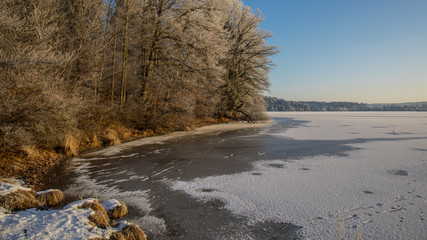 Bäume am Seeufer