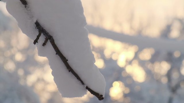 Snow-covered tree branch against the backdrop of a gentle sunset and snowfall. Winter background